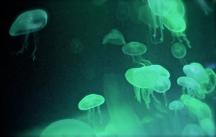 Jellyfish Green